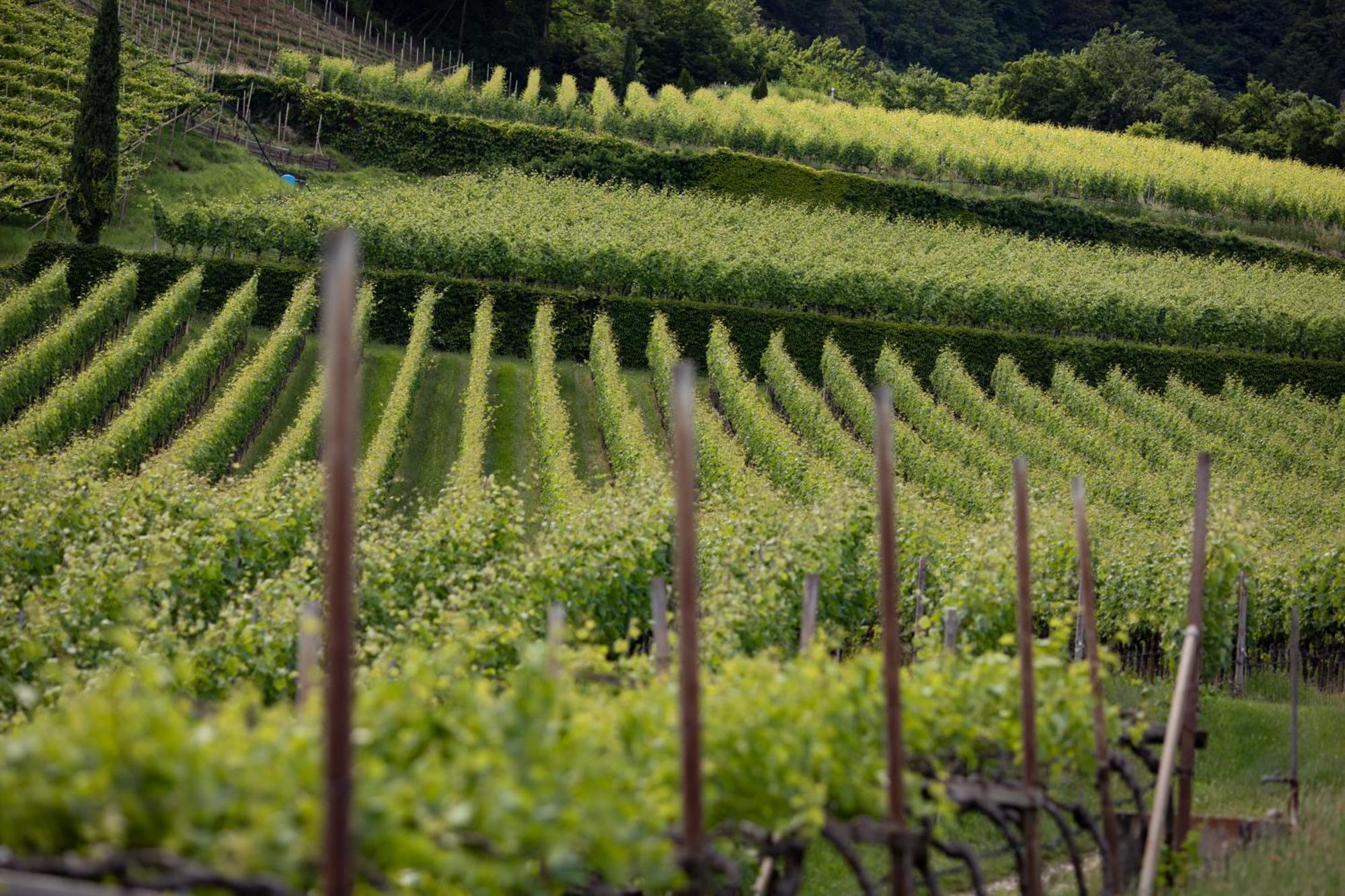 Apartamento Baron Di Pauli Caldaro sulla Strada del Vino Exterior foto