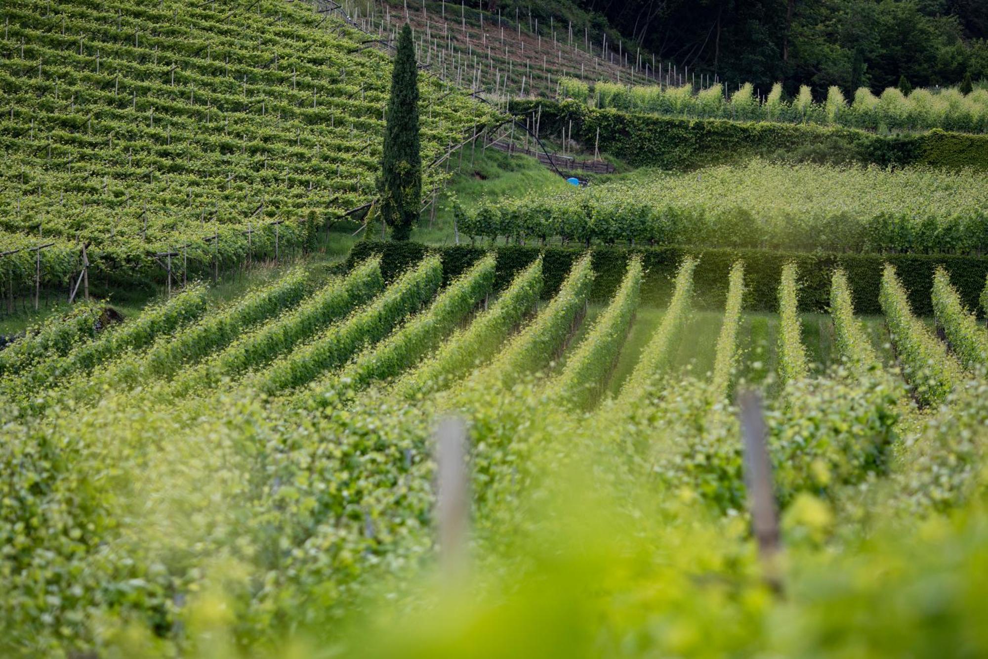 Apartamento Baron Di Pauli Caldaro sulla Strada del Vino Exterior foto